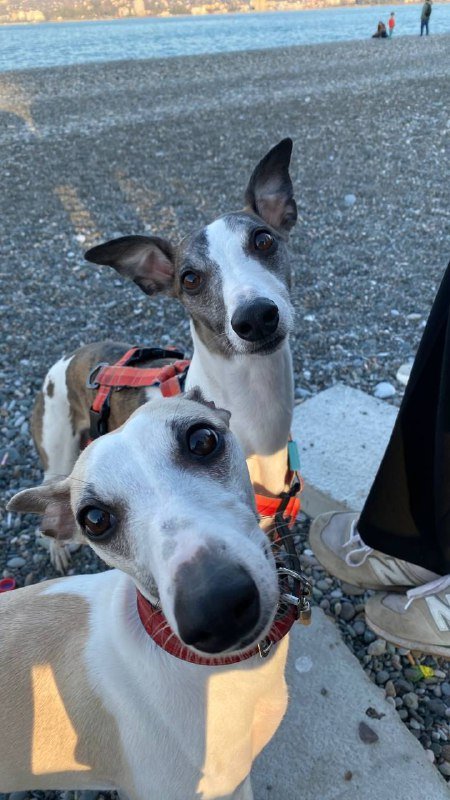 Щенки уиппета British Whippet 2