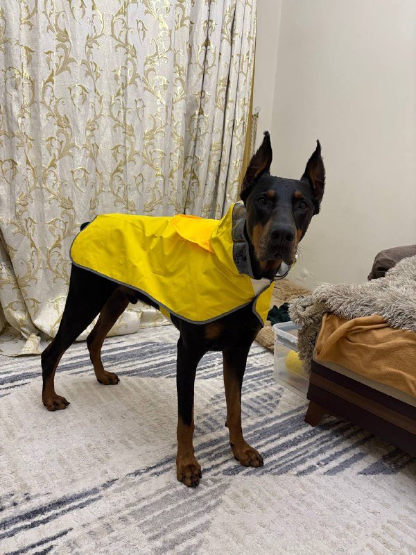 Дождевик для собаки среднего размера