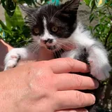 Котенок 3