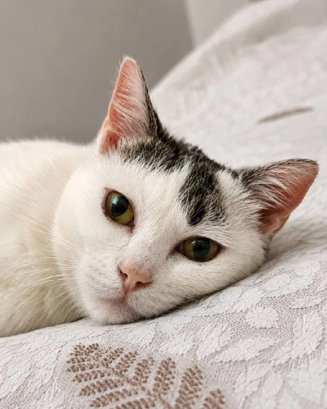 Кошка Минти 1