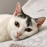 Кошка Минти 1