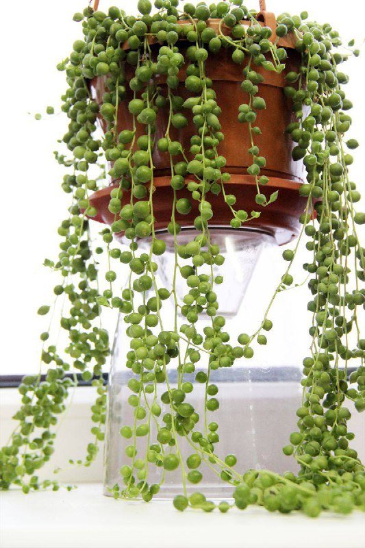 Крестовник Роули в глиняном горшке 3