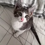 Котёнок девочка 3