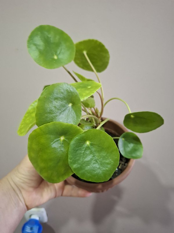 Фикус эластика, пеперомия, портулак, традесканции, шеффлера, седум пальмери 2