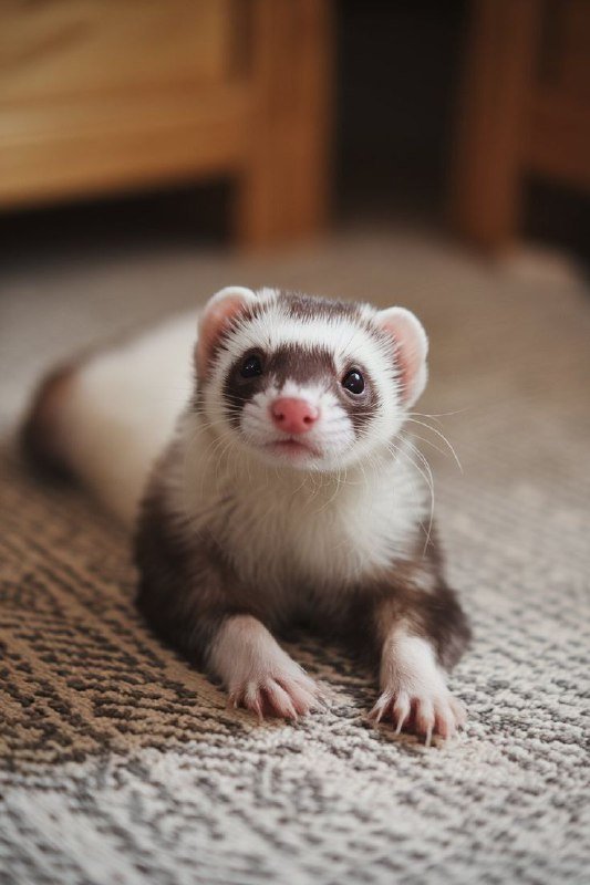 Передержка питомцев, выгул собак, пэтситтер в Тбилиси 2