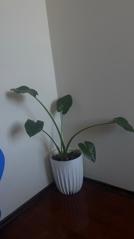 Офисный стул, ковер, лампы, массажер, фотоаппарат, зеркало, цветы в горшках 4