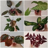 Комнатные растения 3