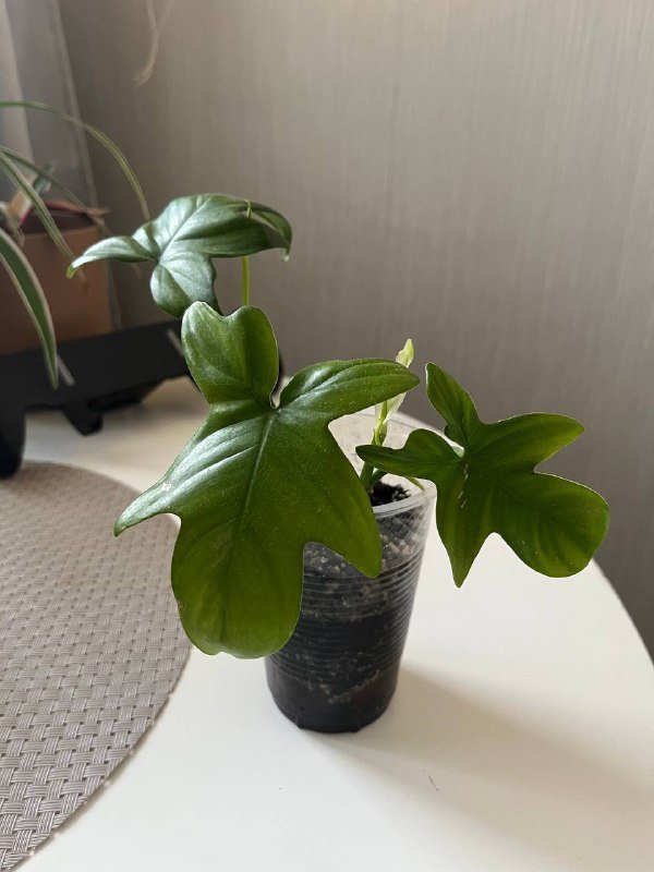 Настольная игра Dixit, What Do you Meme?, Фен, Кофеварка, Зонт, Комнатные растения 2