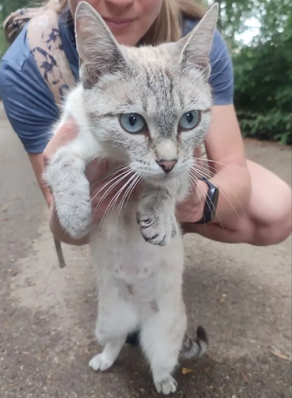 Кошка