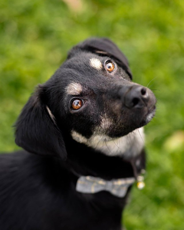 Щенок Тейтон для передержки или дома 2