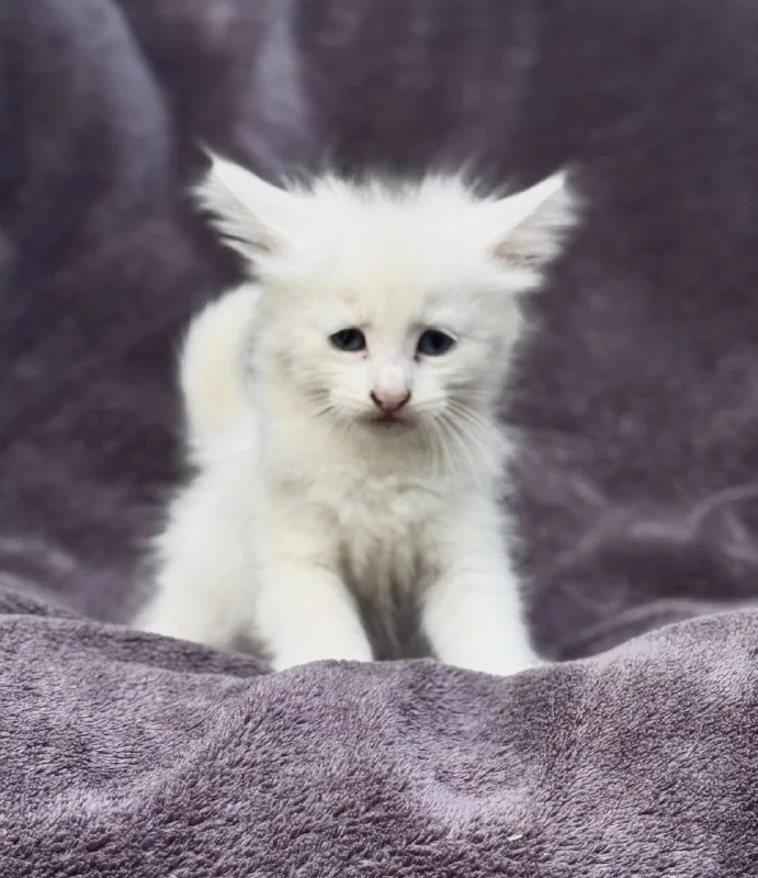 Белая кошечка