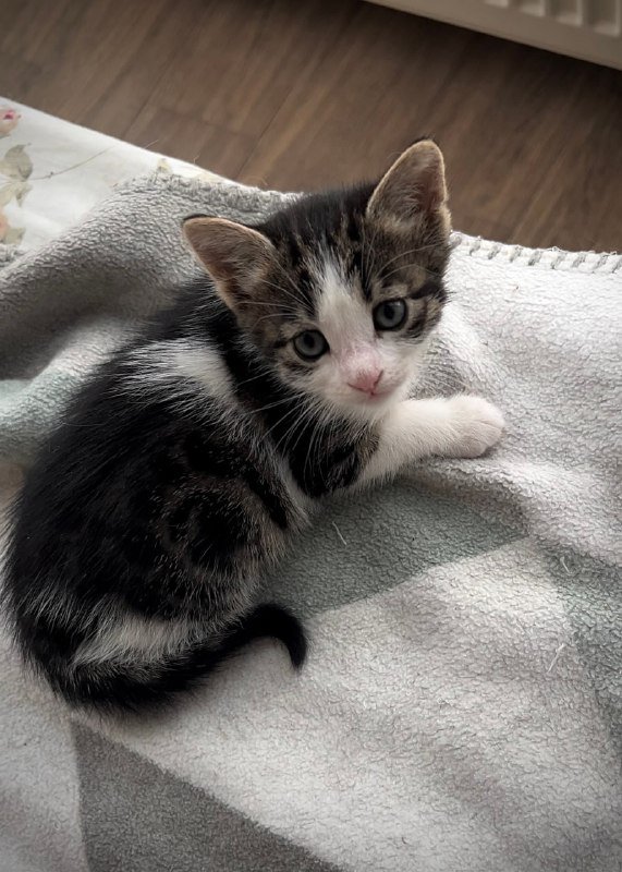 котята мальчик и девочка для ответственных родителей 6