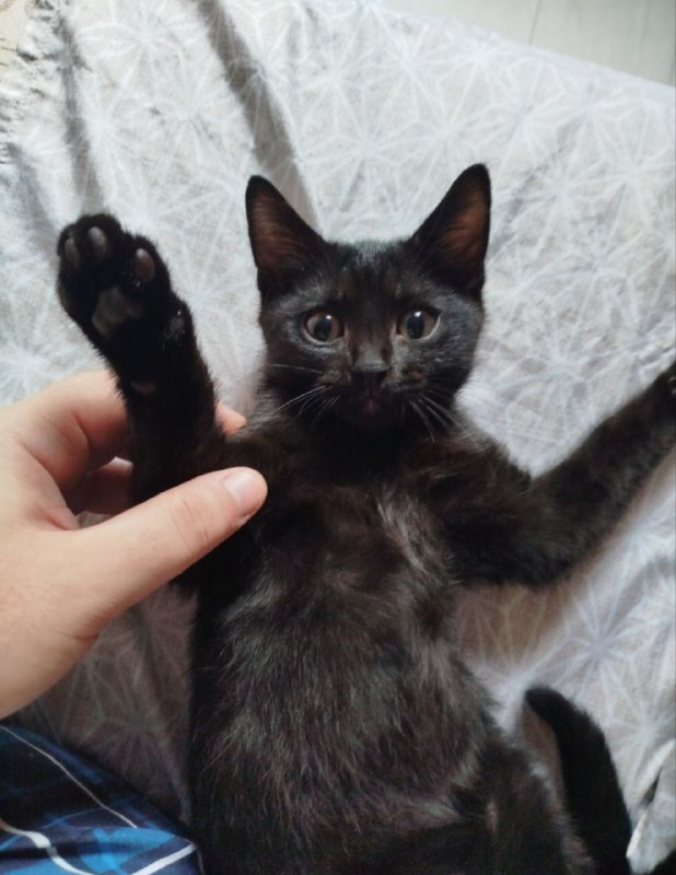 Котёнок мальчик 3 месяца ласковый нежный
