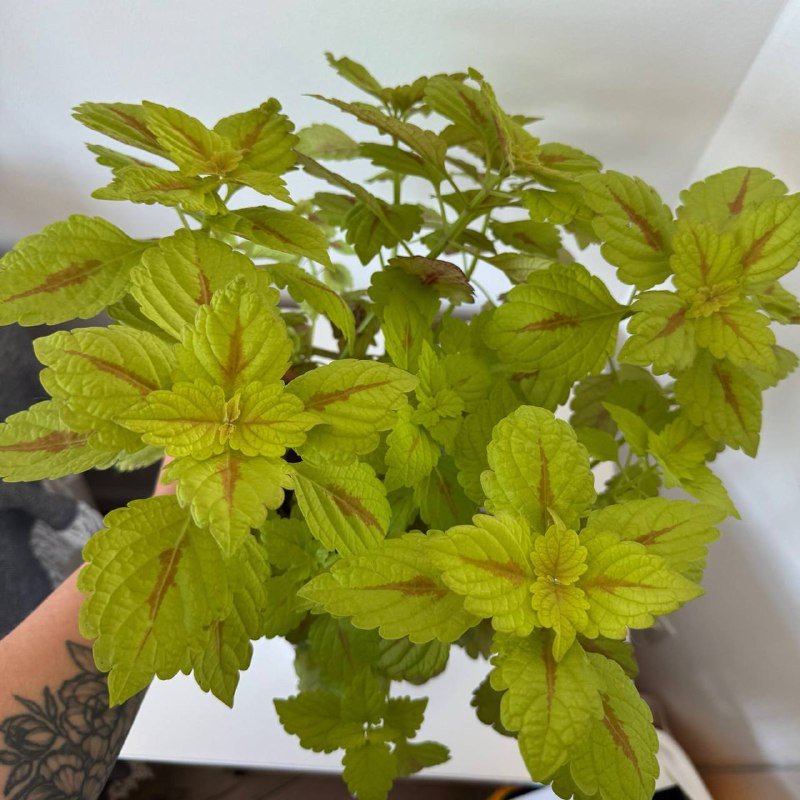 Колеус в горшке