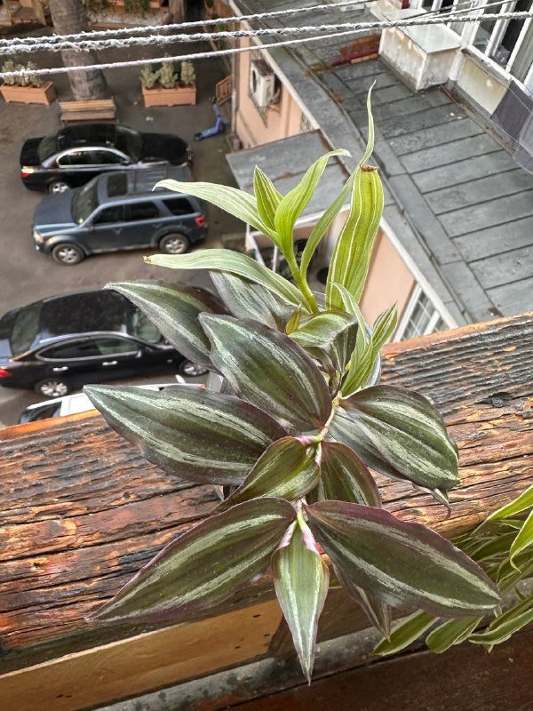 Цветы в горшках 10