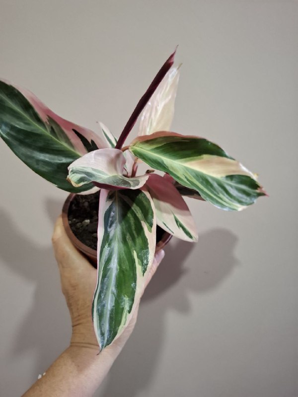 Монстера, геффлера, фикус, строманты, оттона, портулак цветущий 2