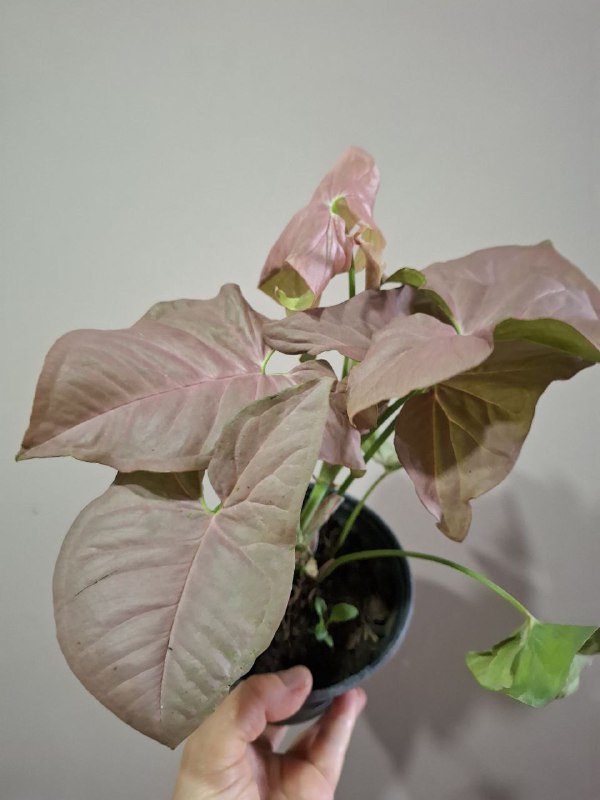 Суккуленты, перец огонек, сингониумы, монстера, рафидофора минима 5