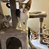 Котенок Космо, бесплатная передержка 2