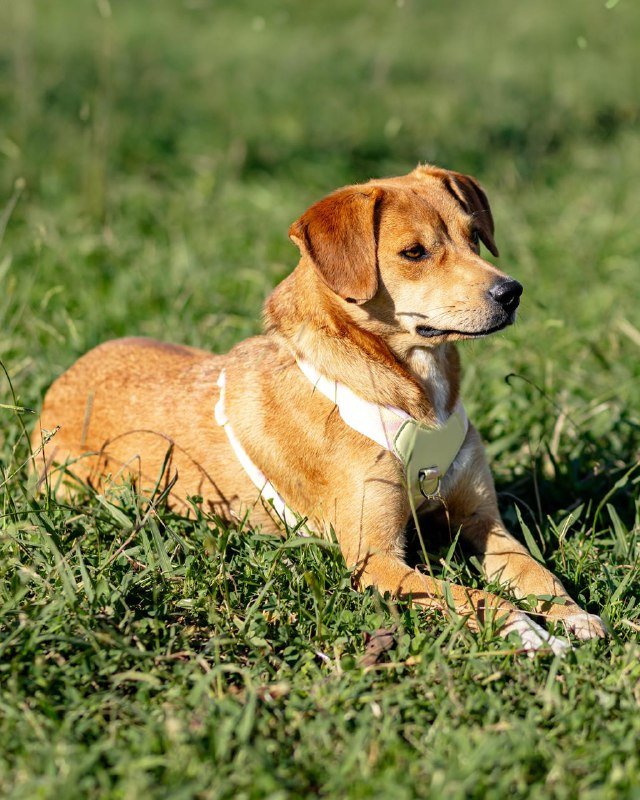 Собака Черри 9 месяцев ищет дом 4