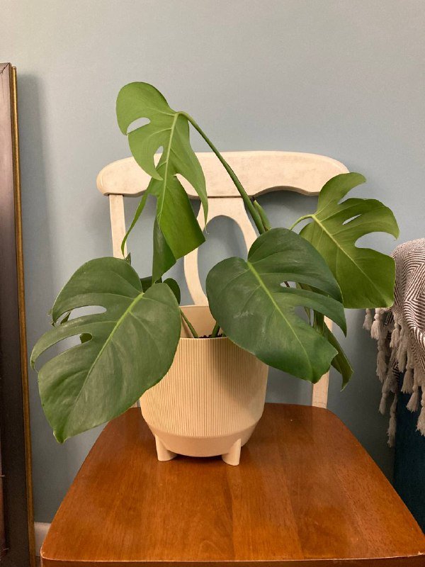 Монстера Делисиоза растение в горшке 3