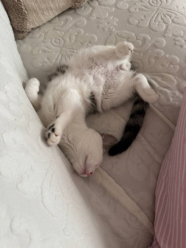 Котята Ако и Пули в добрые руки