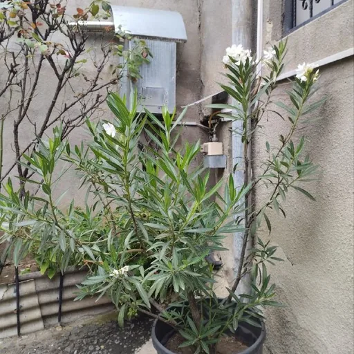 Oleander with pot