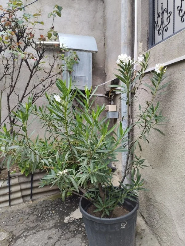 Oleander with pot 1