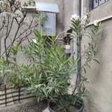 Oleander with pot 1