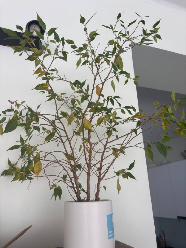 Цветы и горшки 4