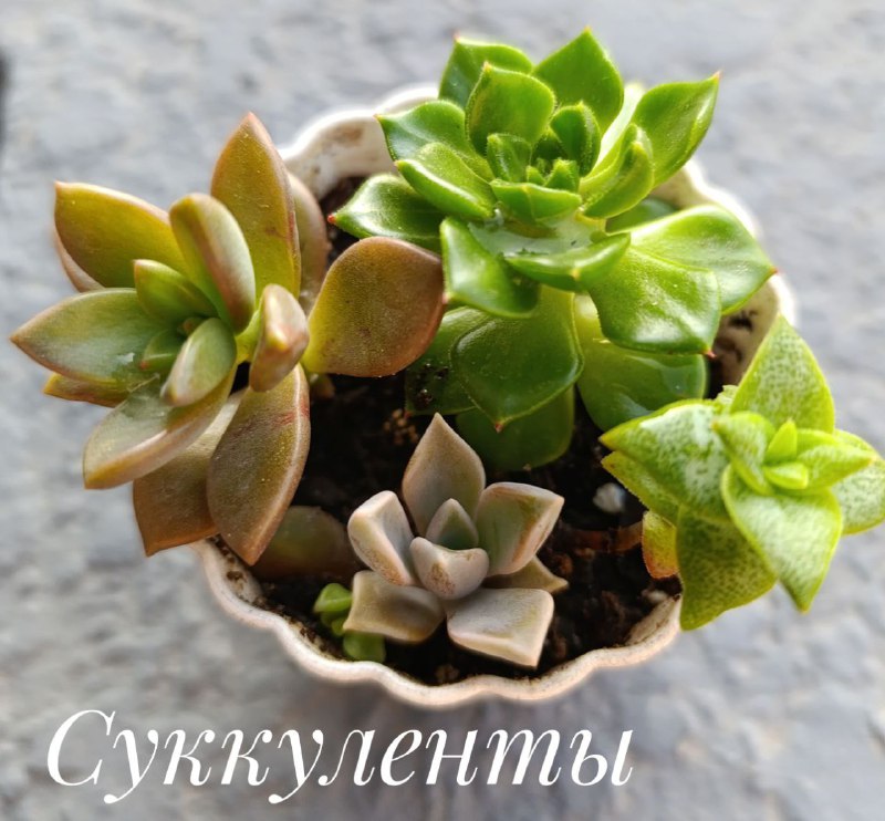 Пеларгония, Декабрист, Суккуленты, Традесканция, Красула Голлум 7