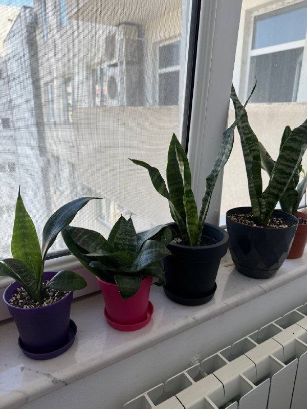 Сансевиерии с горшками комнатные растения