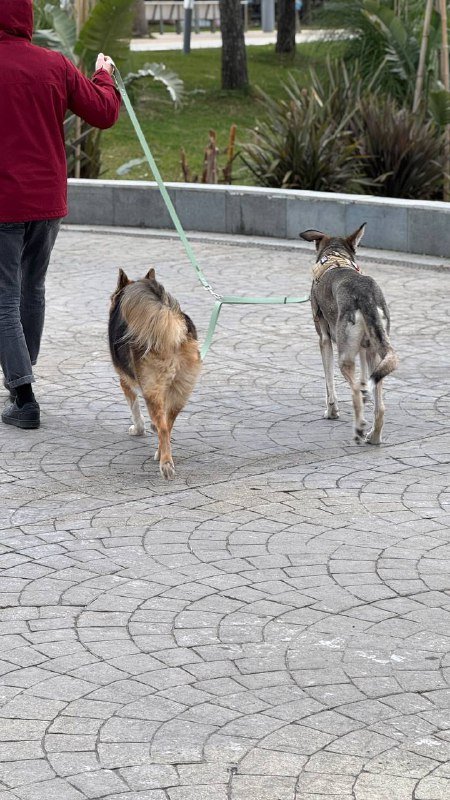 Поводок для двух собак, Рулетка Flexi для собак до 40 кг 2