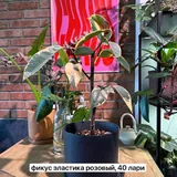 Комнатные цветы в горшках 1
