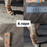 Обувь и носочки для маленькой собаки 5