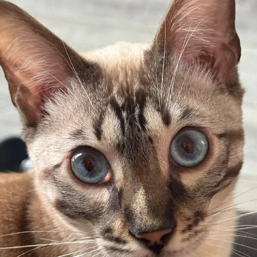 Бенгальский кот