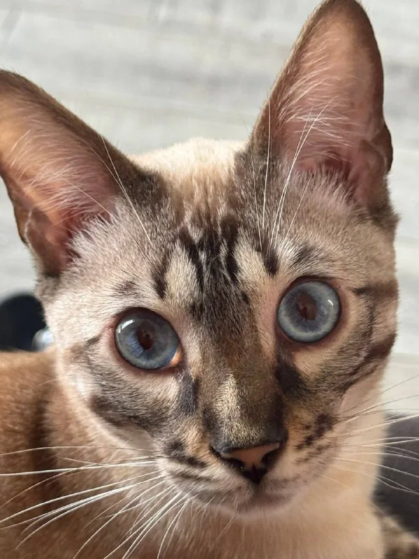 Бенгальский кот