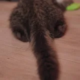 Котёнок Маршалл, 4 месяца 4