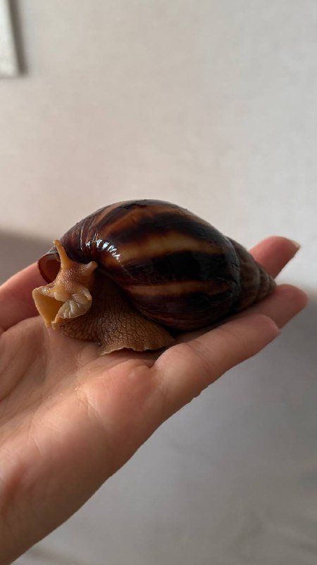 Ахатина улитка 5