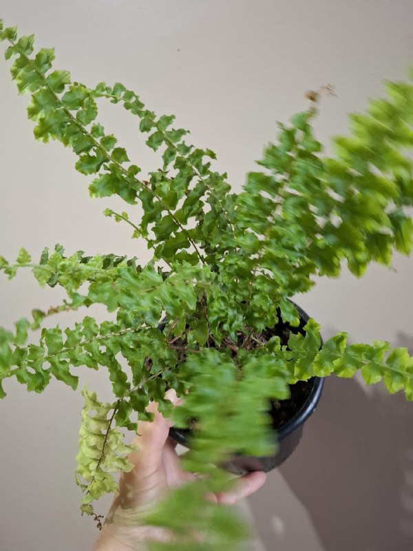 Папортник, каланхоэ, суккуленты, сингониум, чайник керамика 2