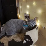 Русский голубой котёнок Грогу 5