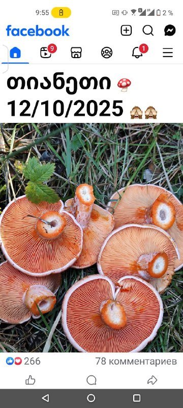 Белые и рыжики из леса 3