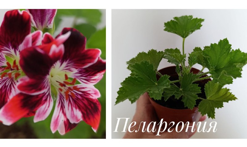 Пеларгония, Декабрист, Суккуленты, Традесканция, Красула Голлум