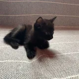 Котята, монстеры, аспарагусы, калатеи 5