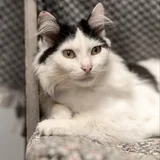 Кошка 1