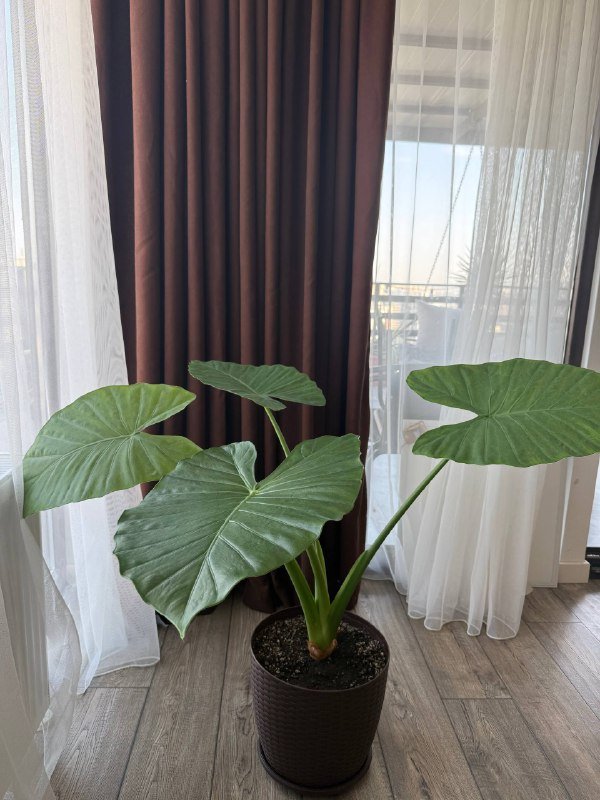 Алоказия крупнолистная большая, маленькая 2
