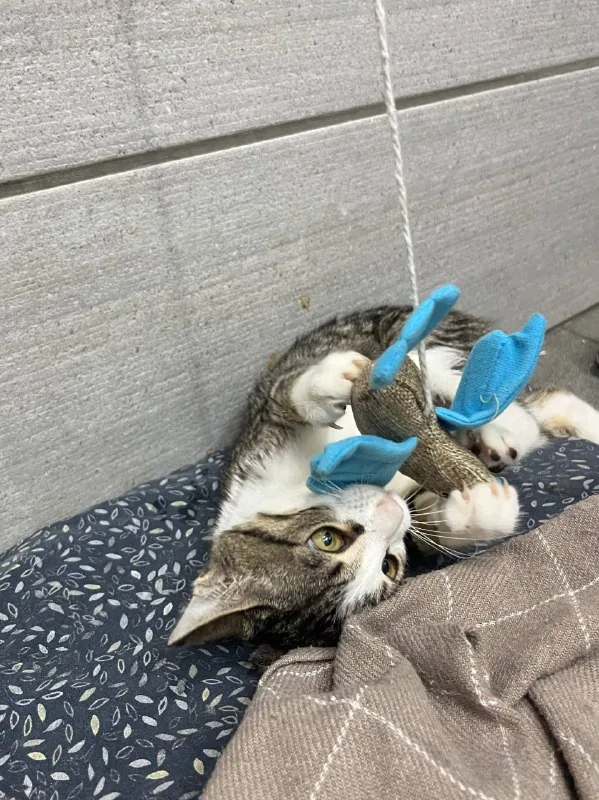 Котёнок Тео, передержка 1