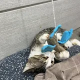 Котёнок Тео, передержка 1