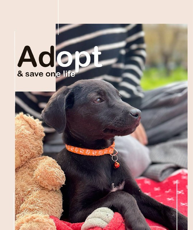 Щенок крошечная девочка в добрые руки