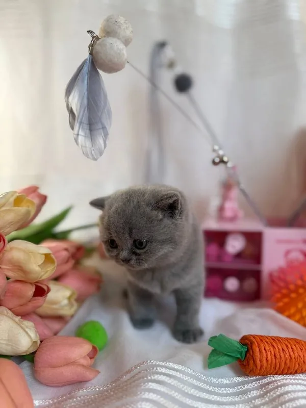 Британские котята