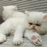 Персидские котята 2